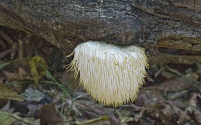Unveiling the Mind Boosting Power of Lion’s Mane Mushrooms
