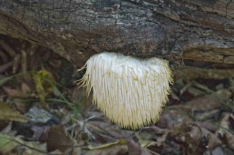 Unveiling the Mind Boosting Power of Lions Mane Mushrooms