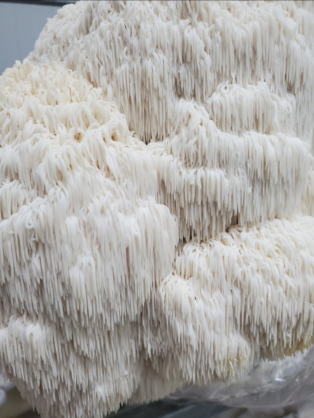 Unveiling the Mind Boosting Power of Lions Mane Mushrooms