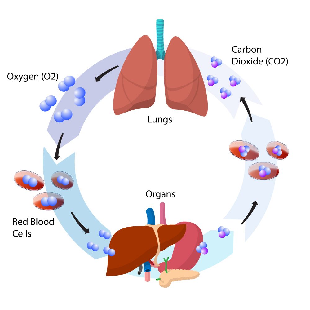 The Ins and Outs of CO2: From Cellular Powerhouse to Friend (or Foe) of Health