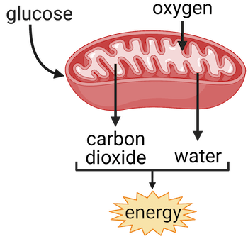 The Ins and Outs of CO2: From Cellular Powerhouse to Friend (or Foe) of Health